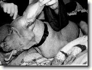 Rvidszr Magyar Vizsla, Hungarian Short-haired Pointing Dog
