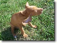 Rvidszr Magyar Vizsla, Hungarian Short-haired Pointing Dog