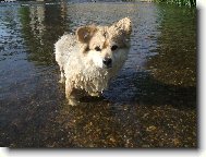Deutscher spitz - Mittelspitz, German Spitz  Medium size Spitz