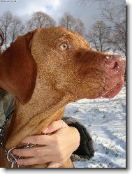Rvidszr Magyar Vizsla, Hungarian Short-haired Pointing Dog