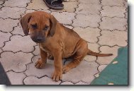 Rhodesian Ridgeback