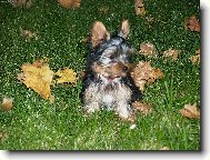 Jorkrsk terier, Yorkshire Terrier,
