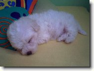 Bichon  poil fris, Bichon Frise