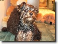Jorkrsk terier, Yorkshire Terrier,