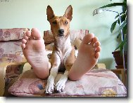 Basenji