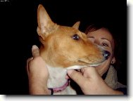 Basenji