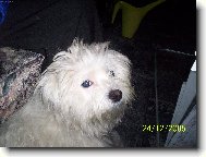 Maltese