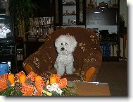 Bichon  poil fris, Bichon Frise