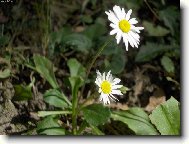 Acantholimon