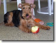 Welsh terrier \(Dog standard\)