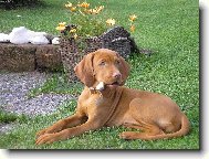 Rvidszr Magyar Vizsla, Hungarian Short-haired Pointing Dog