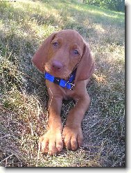 Rvidszr Magyar Vizsla, Hungarian Short-haired Pointing Dog