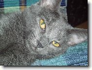 American Wirehair \(Cat\)