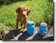 Rvidszr Magyar Vizsla, Hungarian Short-haired Pointing Dog