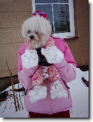 Bichon  poil fris, Bichon Frise