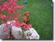 Rvidszr Magyar Vizsla, Hungarian Short-haired Pointing Dog