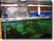 American Wirehair \(Cat\)