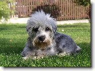Dandie Dinmont Terier