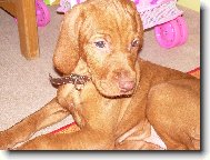 Rvidszr Magyar Vizsla, Hungarian Short-haired Pointing Dog