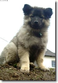 Deutscher spitz  Wolfspitz, Keeshound