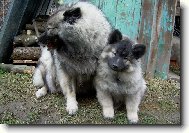 Deutscher spitz  Wolfspitz, Keeshound