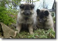 Deutscher spitz  Wolfspitz, Keeshound