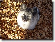Deutscher spitz  Wolfspitz, Keeshound