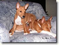 Basenji