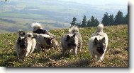 Deutscher spitz  Wolfspitz, Keeshound
