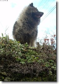 Deutscher spitz  Wolfspitz, Keeshound