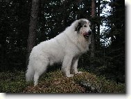 Chien de Montagne des Pyrnes