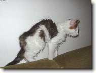 Turkish Van \(Cat\)