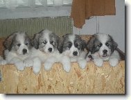 Chien de Montagne des Pyrnes