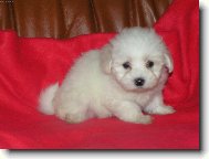 Maltese