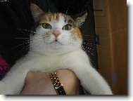 American Wirehair \(Cat\)