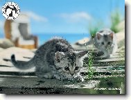 Turkish Angora