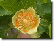 Acantholimon