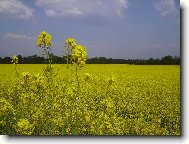 Wallpapers (pc): 3506