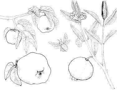 Free Coloring pages