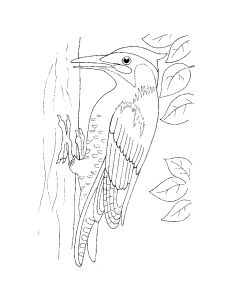 Free Coloring pages