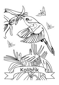 Free Coloring pages