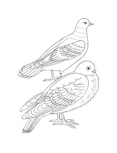 Free Coloring pages