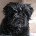 Photo: Affenpinscher (Dog standard)