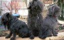 Photo: Affenpinscher (Dog standard)