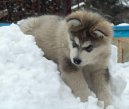 Photo: Alaskan malamute (Dog standard)