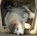 Photo: Alaskan malamute (Dog standard)