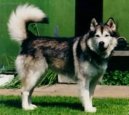 Photos: Alaskan malamute (Dog standard) (pictures, images)