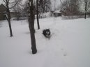 Photos: Alaskan malamute (Dog standard) (pictures, images)