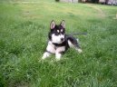 Photo: Alaskan malamute (Dog standard)