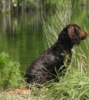 Photo: American water spaniel (Dog standard)